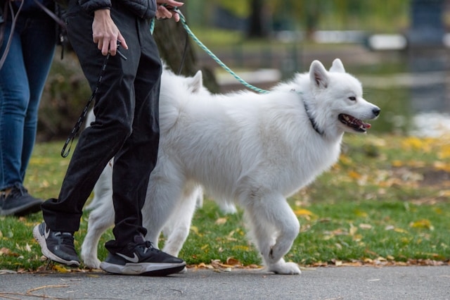 Walking your dog near Wrocław – the best routes around Żerniki Wrocławskie